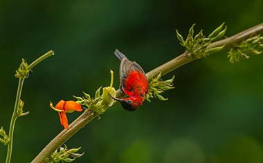 A crimson sunbird hanging upside down from a tree branch